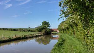 Trust me, there is a woodpecker