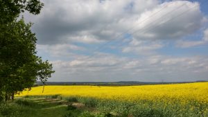 Rape Seed in bloom