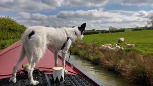 Sheep watching