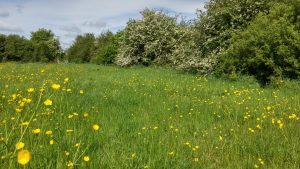 Buttercups in Bloom