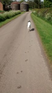 Dog Dewy Paws