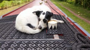 Disgusted Roof Dog