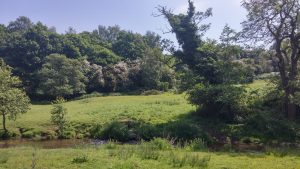 Dane-in-Shaw Pasture