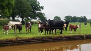 Intimidating cows